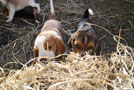 Beaglewelpen lieben Pampasgras